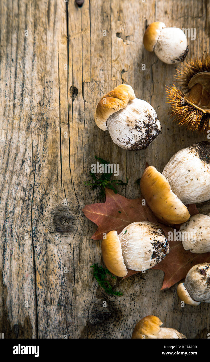 Pilz über Holz- Hintergrund. Herbst Steinpilze auf Holz. Herbst Wald Obst Stockfoto
