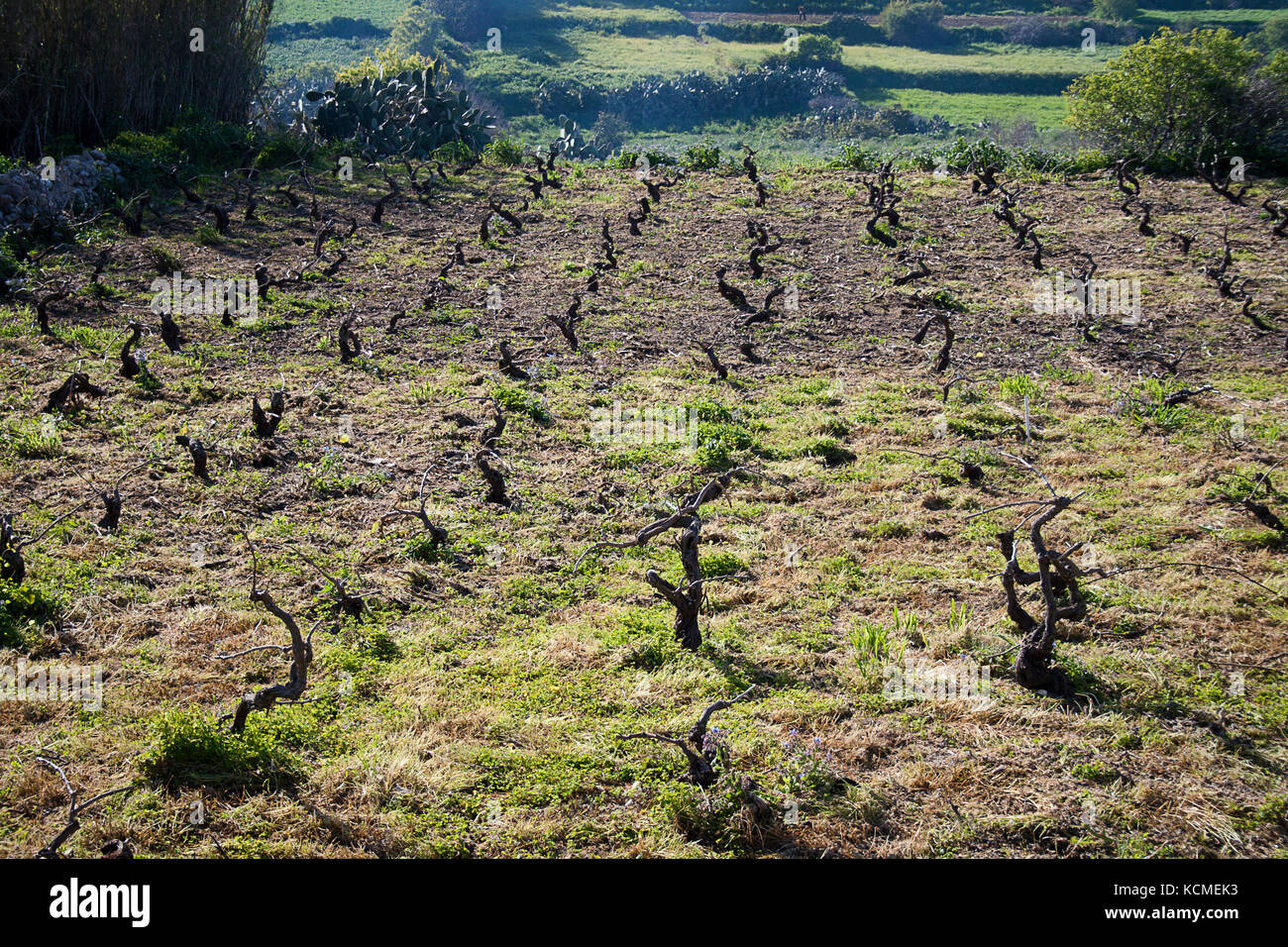 Das Weingut Stockfoto