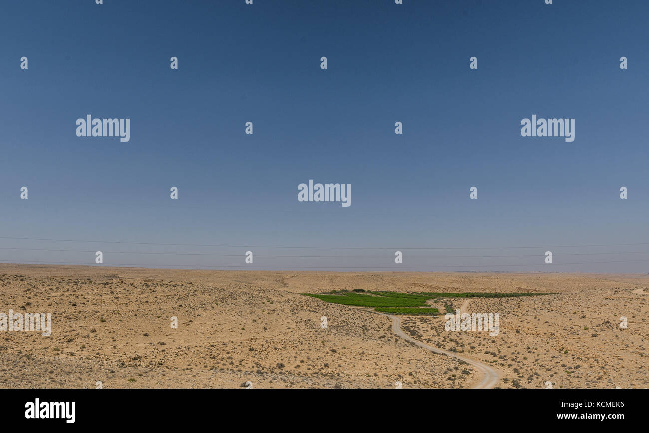 Vneyards in der Wüste Negev, Israel Stockfoto