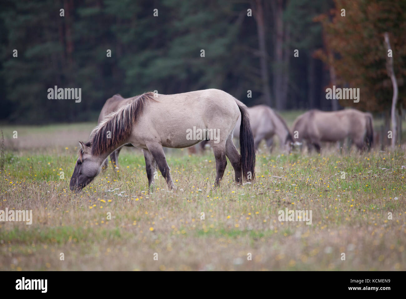 Ein konik Pferd frisst Gras auf der Wiese, im Hintergrund eine Herde Stockfoto