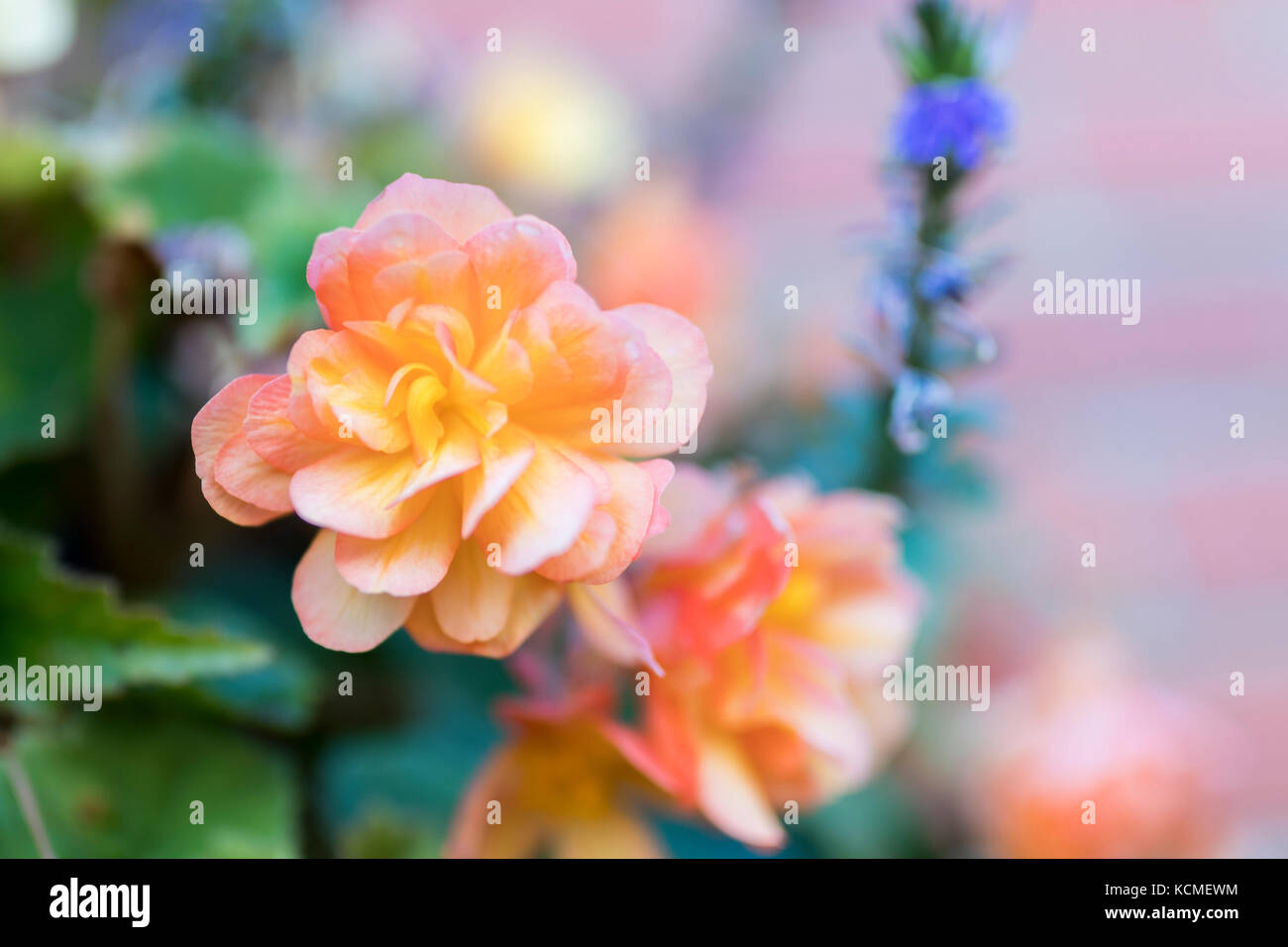 Helle Blüten von knötchenförmige Begonien (Begonia tuberhybrida) schließen sich in einem Englischen Garten Stockfoto