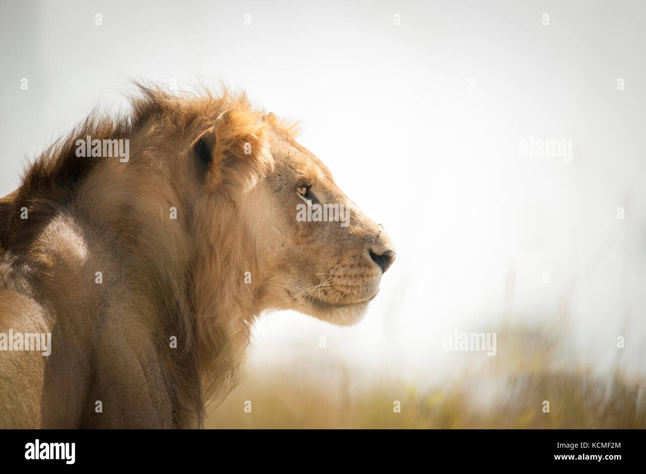 Ein junger männlicher Löwe Umfragen die Landschaft, Masai Mara, Kenia Stockfoto