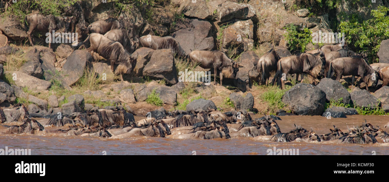 Gnus Swim über den Nil während der gnuwanderung, Masai Mara, Kenia Stockfoto