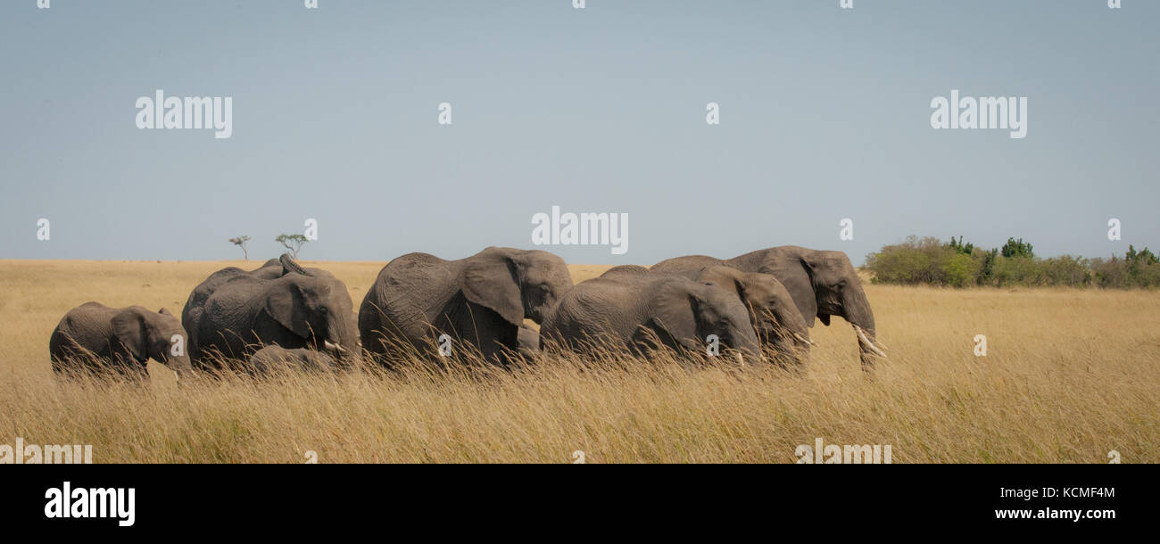 Eine Familie von Elefanten in der Savanne, Masai Mara, Kenia Stockfoto