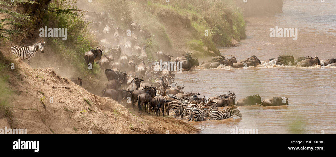 Zebras und Gnus Swim über den Nil während der gnuwanderung, Masai Mara, Kenia Stockfoto