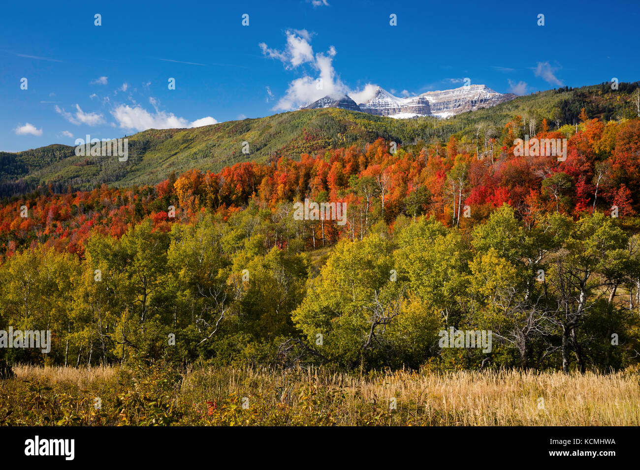 Herbstfarben, Mount Timpanogos, Wasatch Berge, Utah Stockfoto