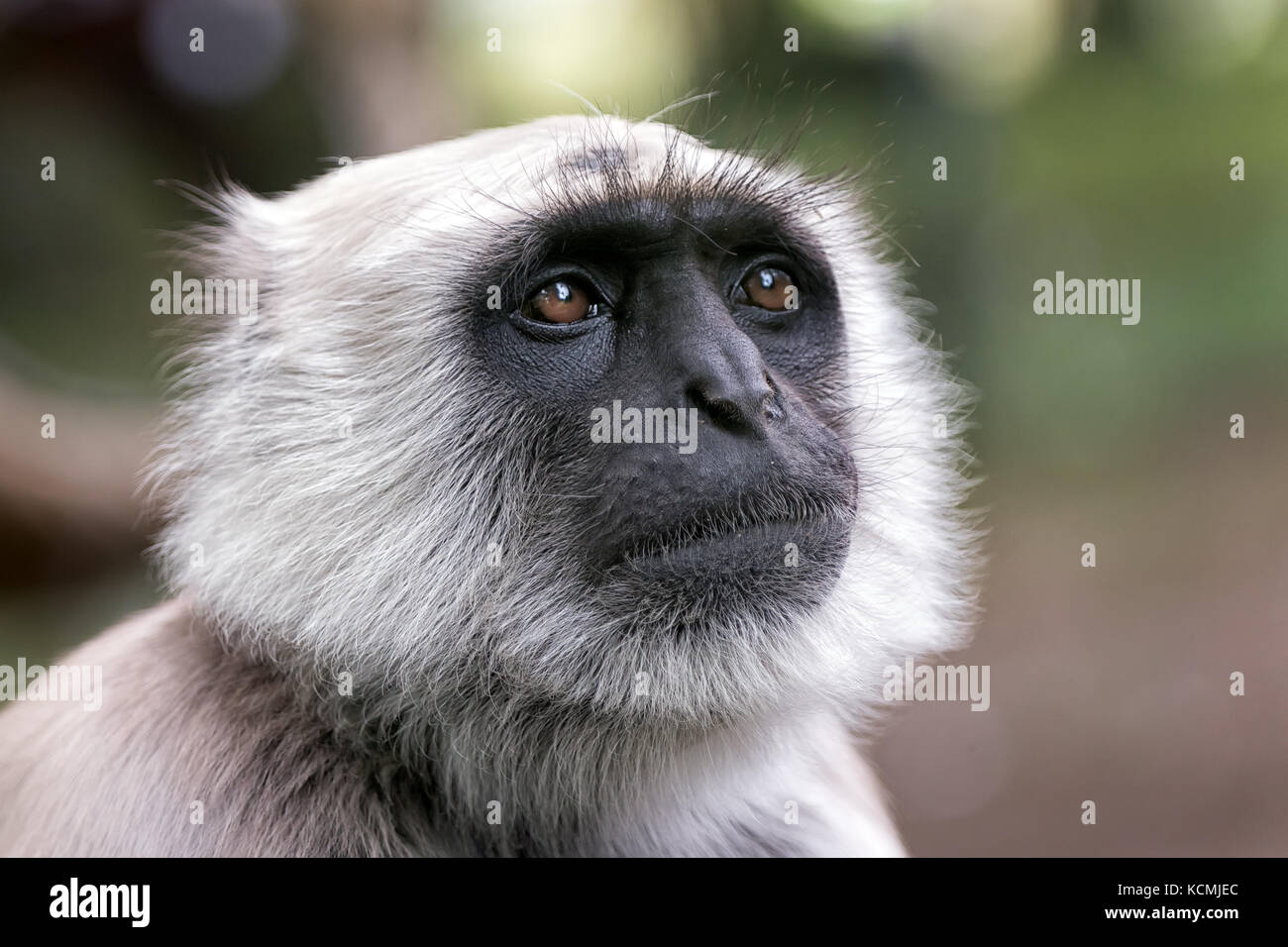 In der Nähe der nördlichen Ebenen grau Langur semnopithecus entellus Primas Stockfoto