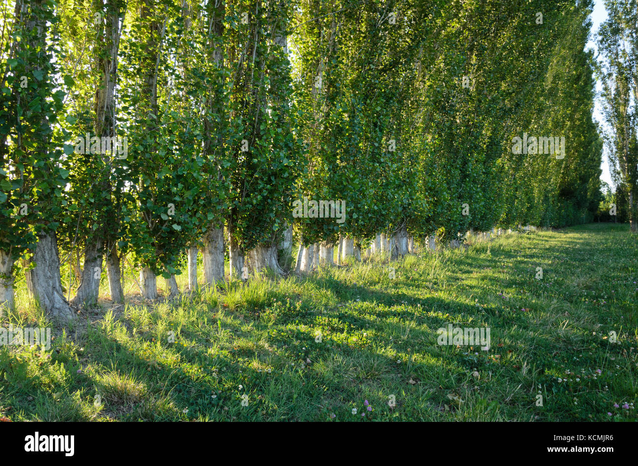 Pappeln (Populus) als Frontscheibe, Camargue, Frankreich Stockfoto