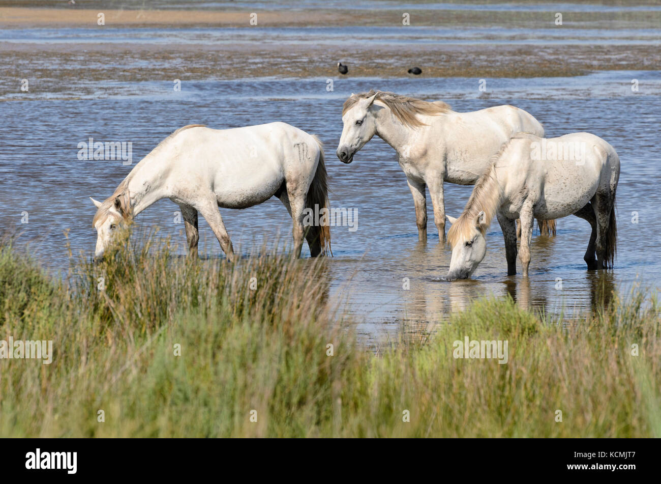 Weiße Pferde, Camargue, Frankreich Stockfoto