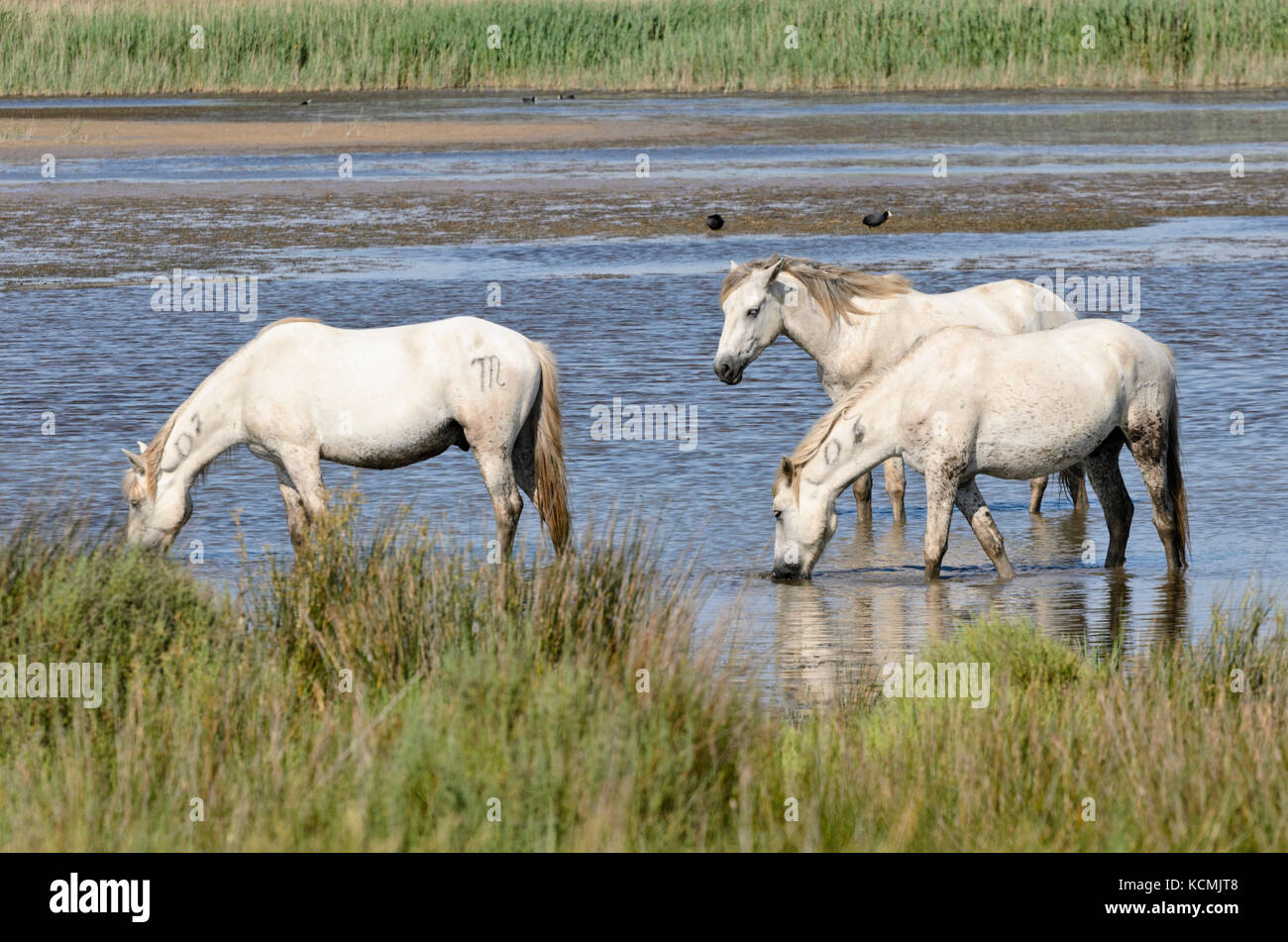 Weiße Pferde, Camargue, Frankreich Stockfoto