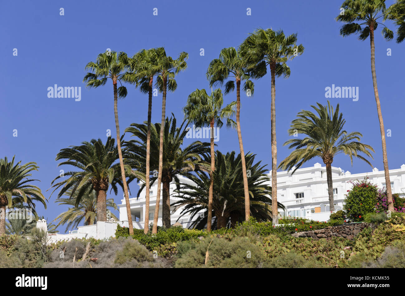 Palmen, Playa del Ingles, Gran Canaria, Spanien Stockfoto