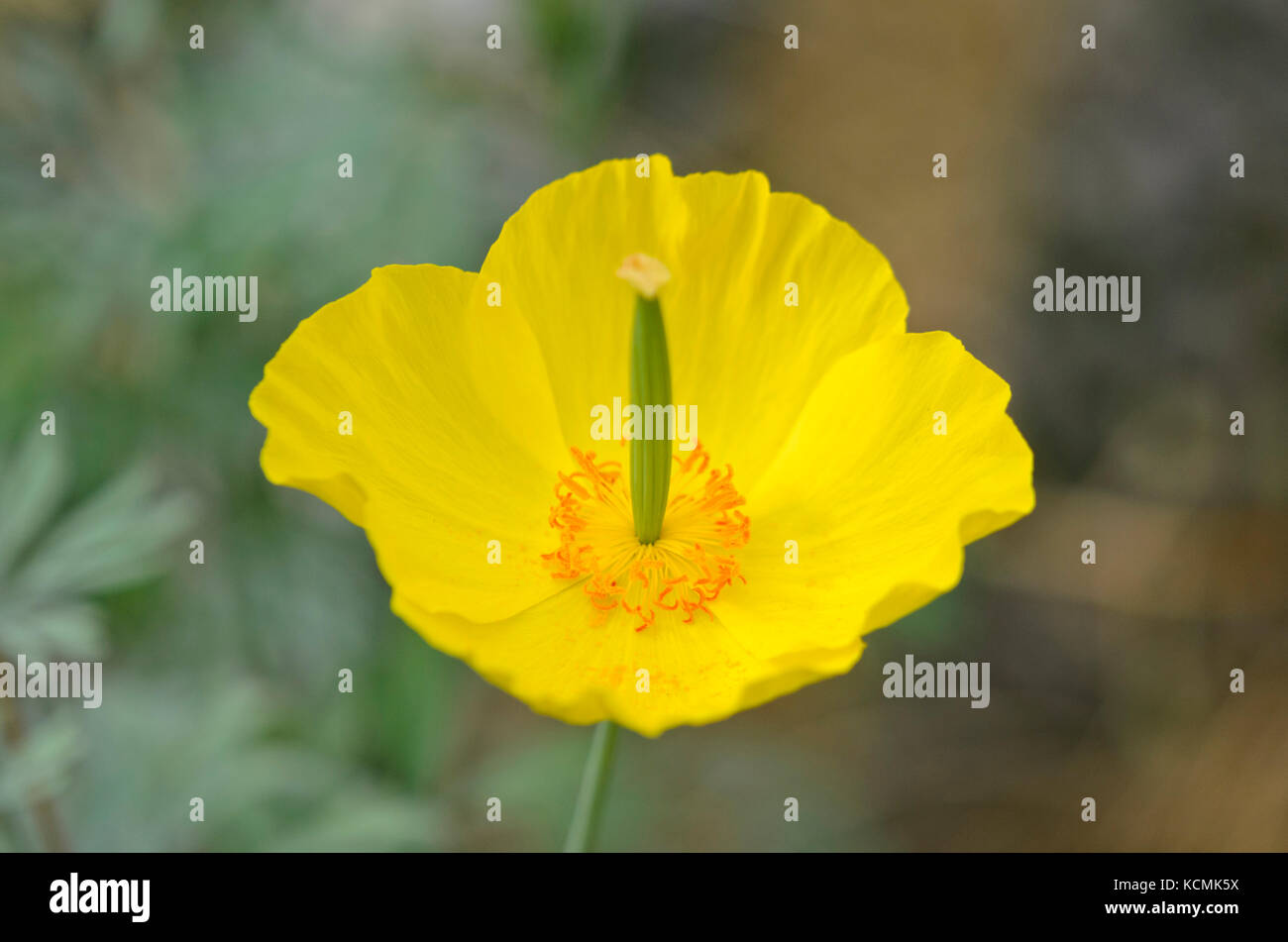 Mexikanischer Tulpen Mohn (hunnemannia fumariifolia) Stockfoto
