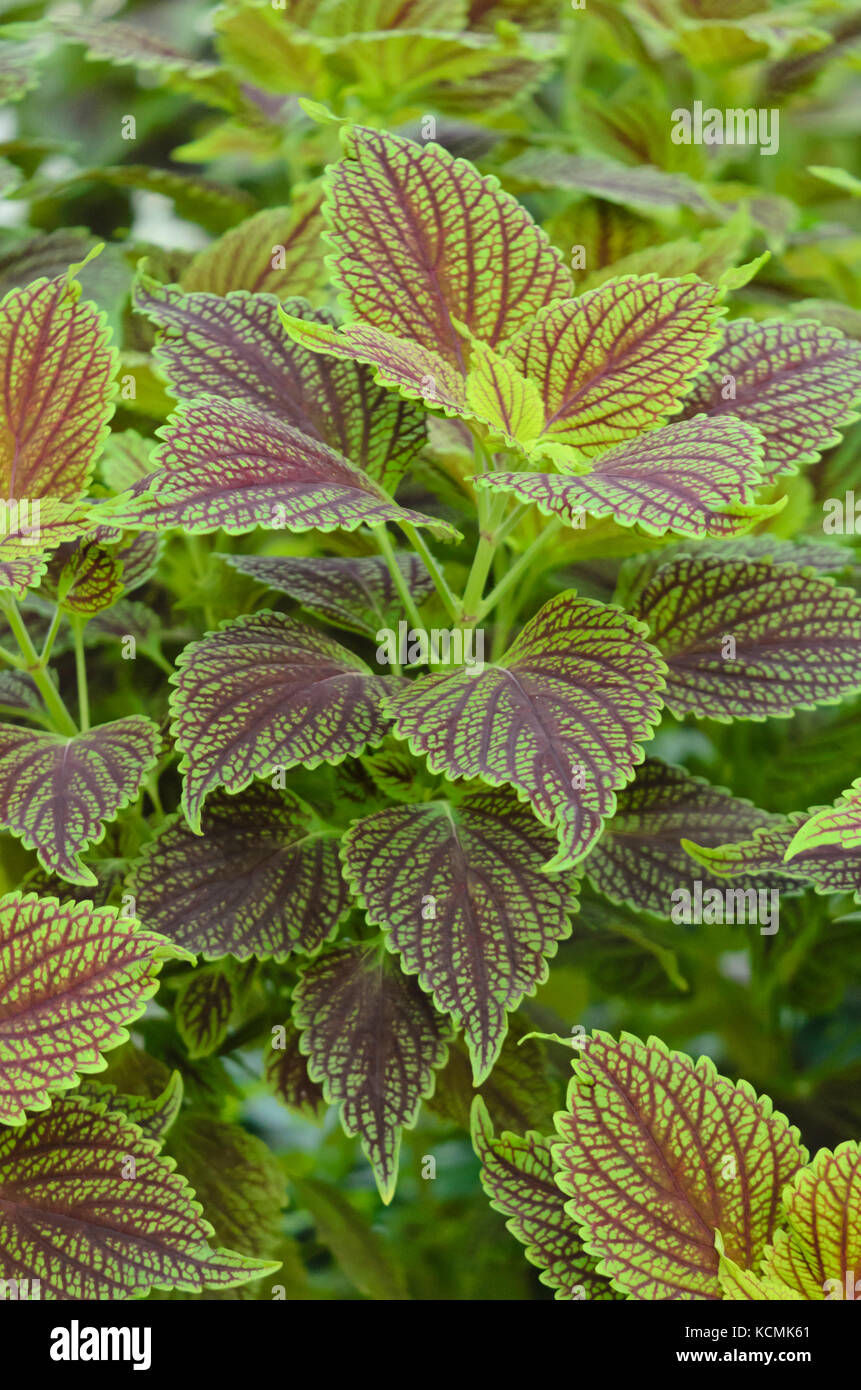 Coleus (solenostemon scutellarioides Syn. coleus Blumei) Stockfoto