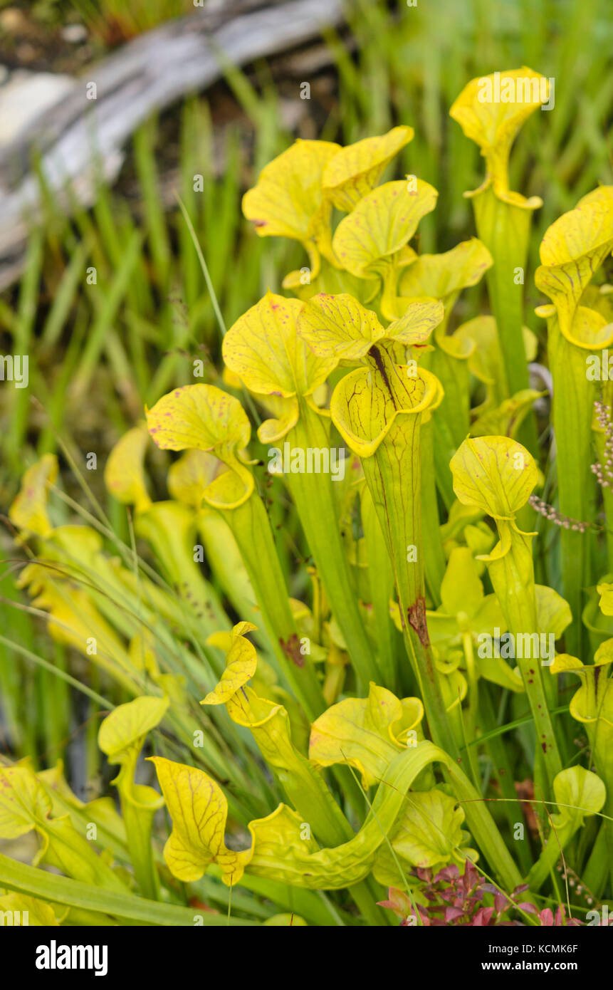 Gelbe Trompete Krug (Sarracenia flava) Stockfoto
