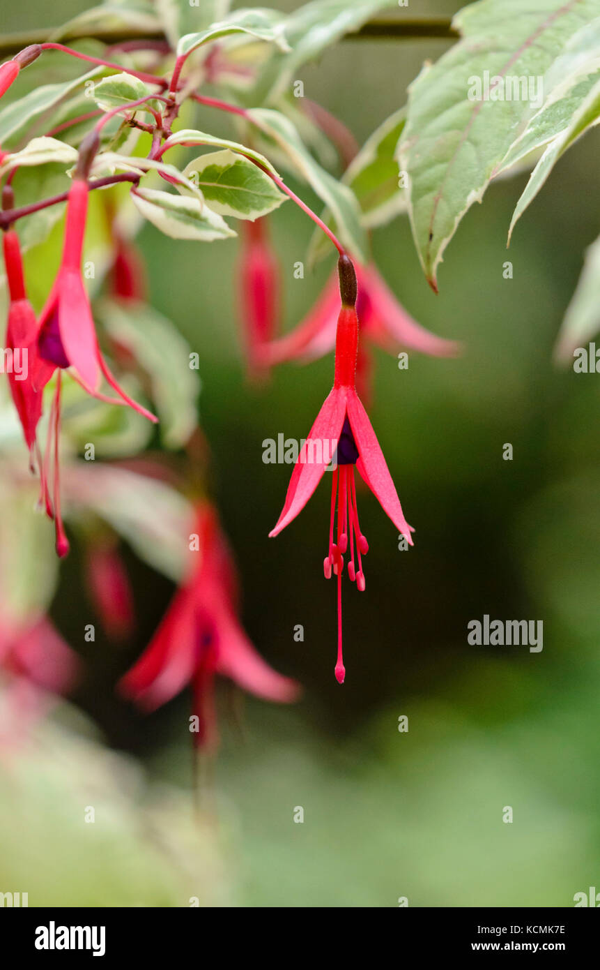 Winterharte Fuchsie (fuchsia magellanica 'Variegata') Stockfoto