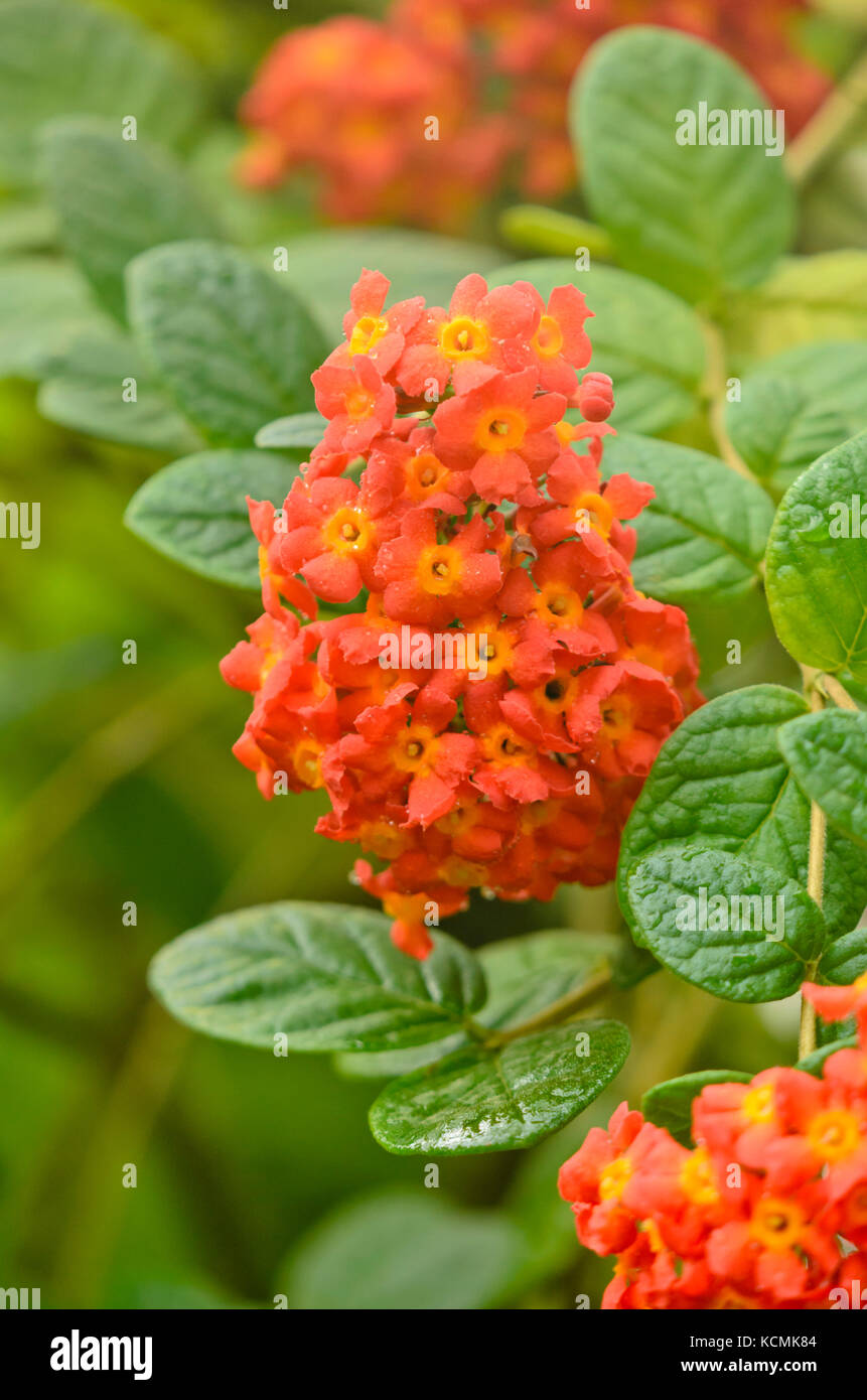 Panama Rose (rondeletia odorata) Stockfoto