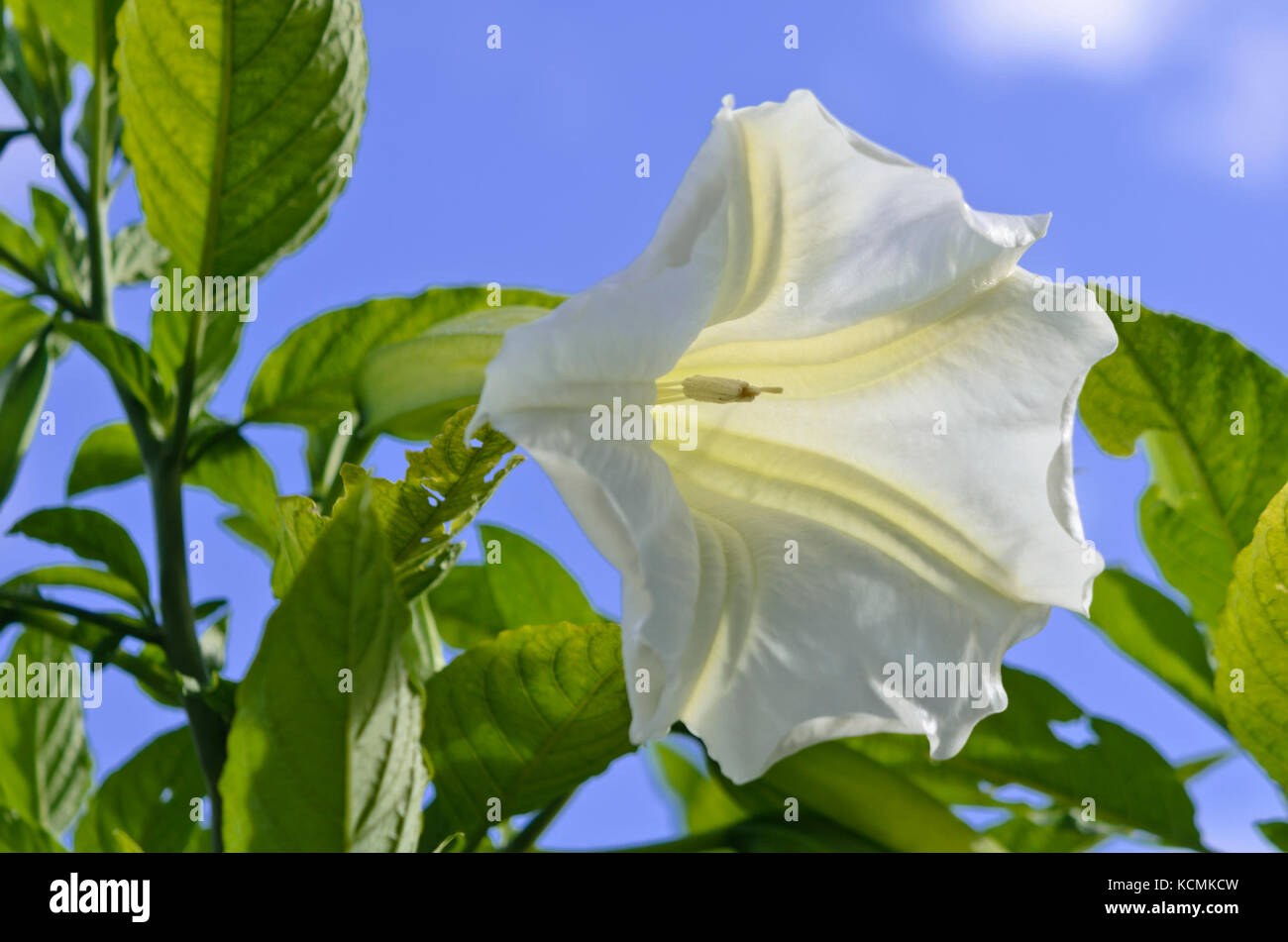 Der weiße Engel Trompete (brugmansia suaveolens) Stockfoto