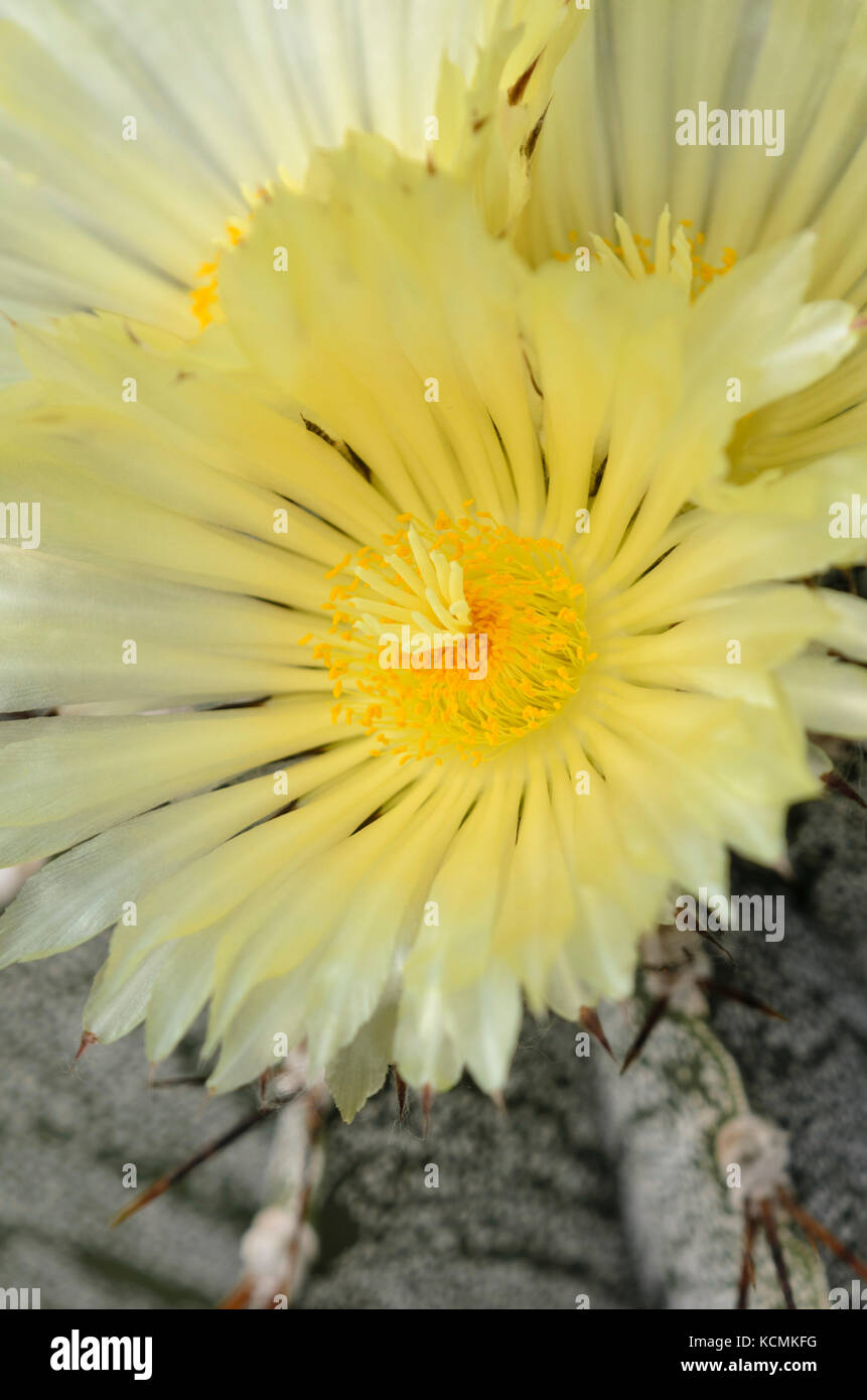 Bishop's Gap Kaktus (Astrophytum ornatum) Stockfoto