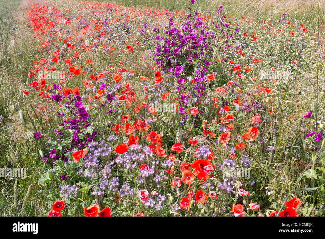 Mais Mohn (Papaver rhoeas), gemeinsame Malve (Malva Sylvestris) und Lacy phacelia (Phacelia tanacetifolia) Stockfoto