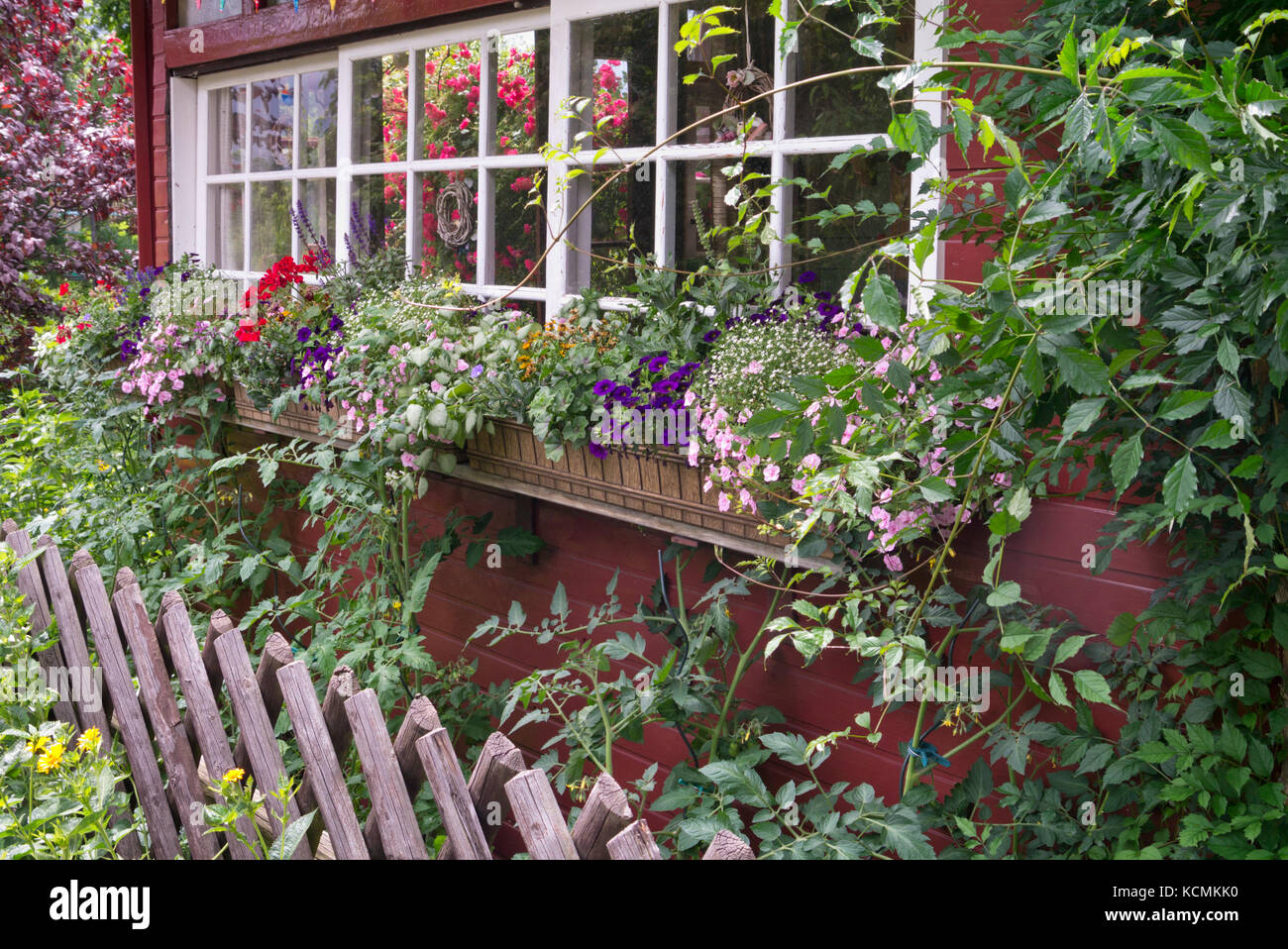 Calibrachoa und Pelargonien (Pelargonium) in Blumenkästen Stockfoto