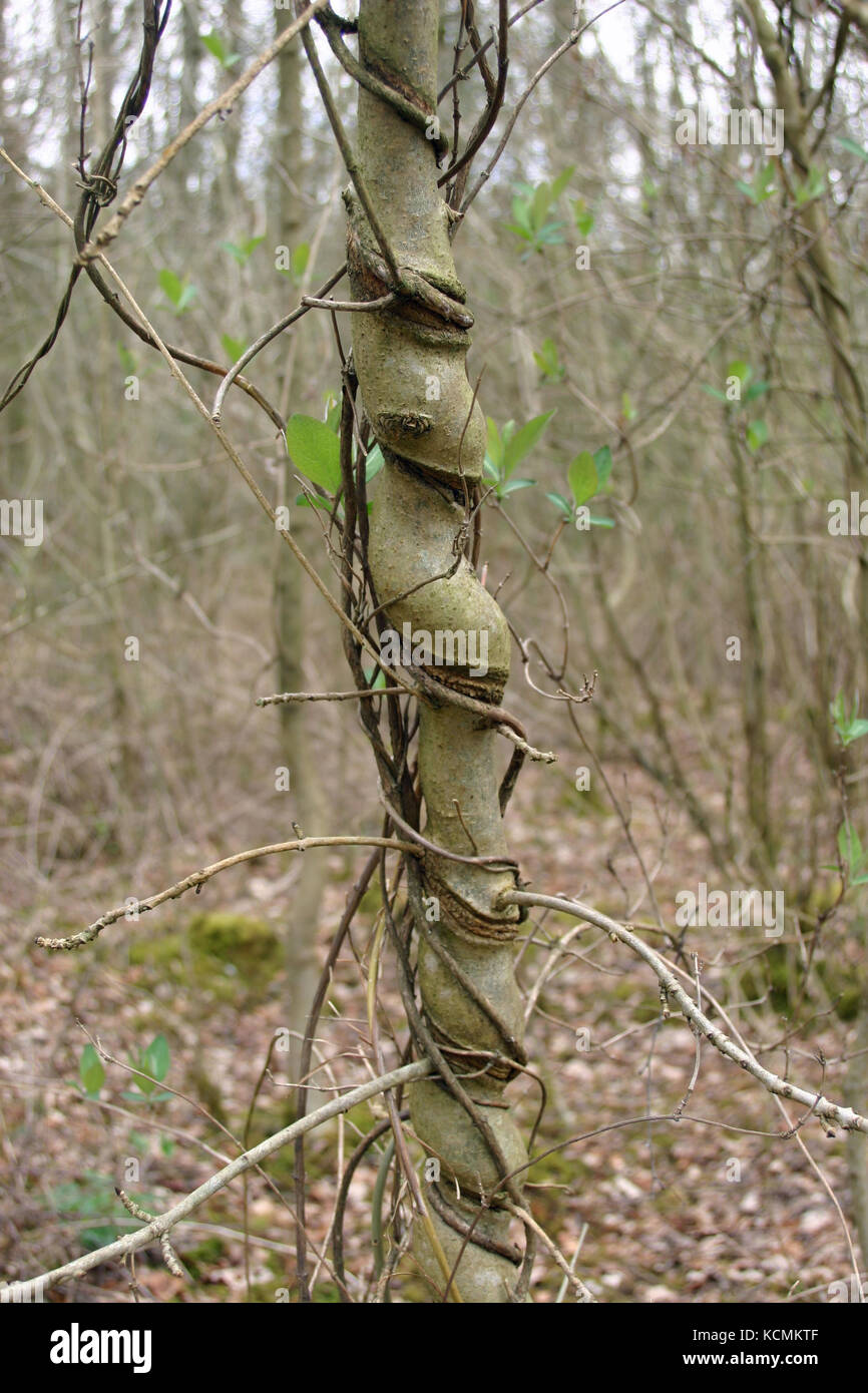 Esche (Fraxinus excelsior) sapling Baum mit geiblatt (lonicera  periclymenum) um ihn herum gewickelt. Der Start eines attraktiven  Spazierstock. Hintergrund o Stockfotografie - Alamy