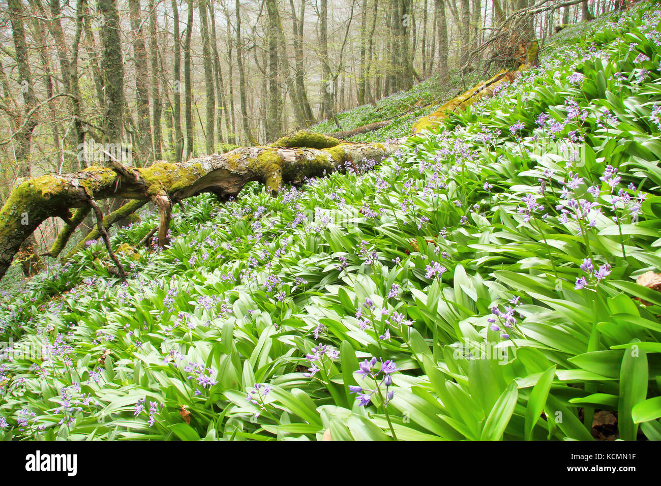 Buchenwälder im Frühjahr bedeckt mit Pyrenäen Blausterne (Scilla lilio-hyacinthus) in Asturien, Spanien. Stockfoto