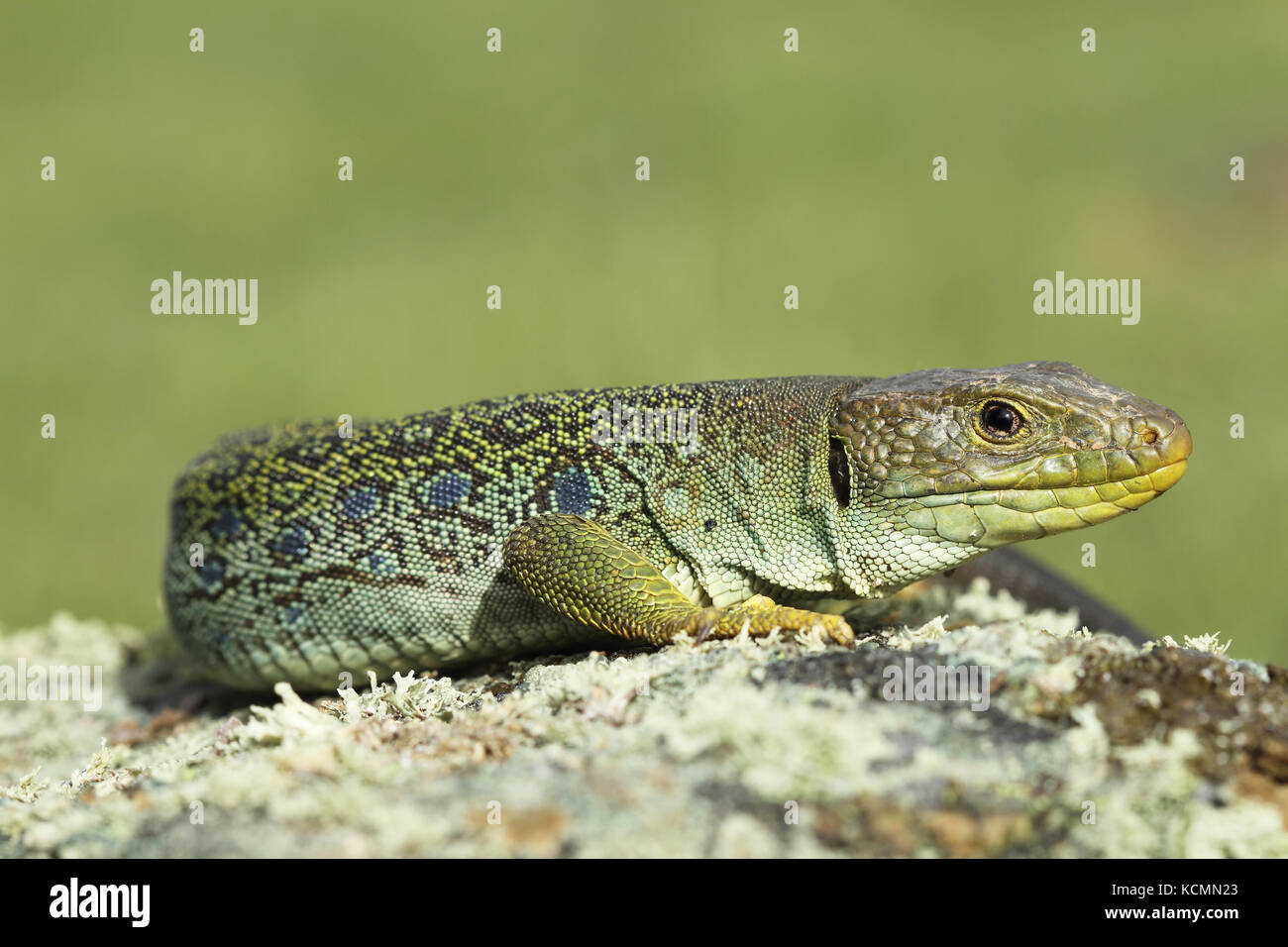 Lembeh Lizard (timon Fuchsjagd) Stockfoto