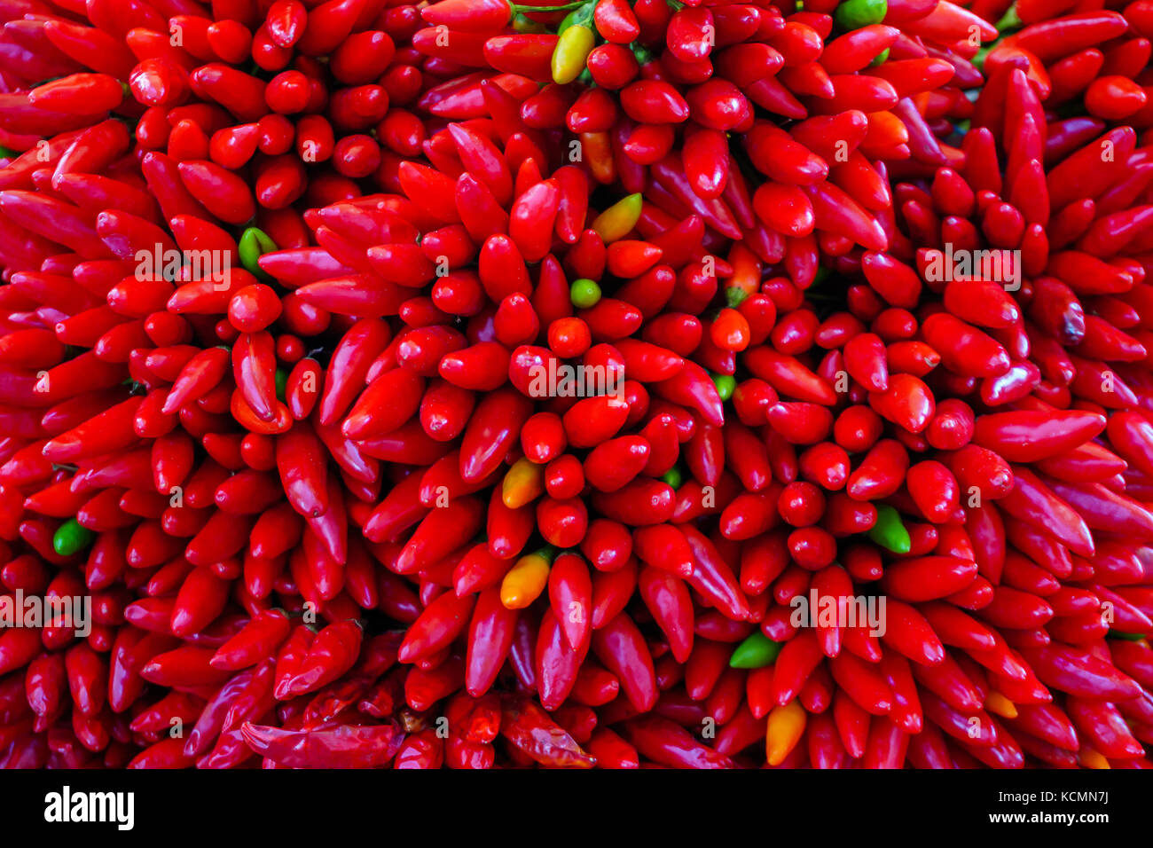 Rote Chilis Hintergrundfarbe Bild Stockfoto