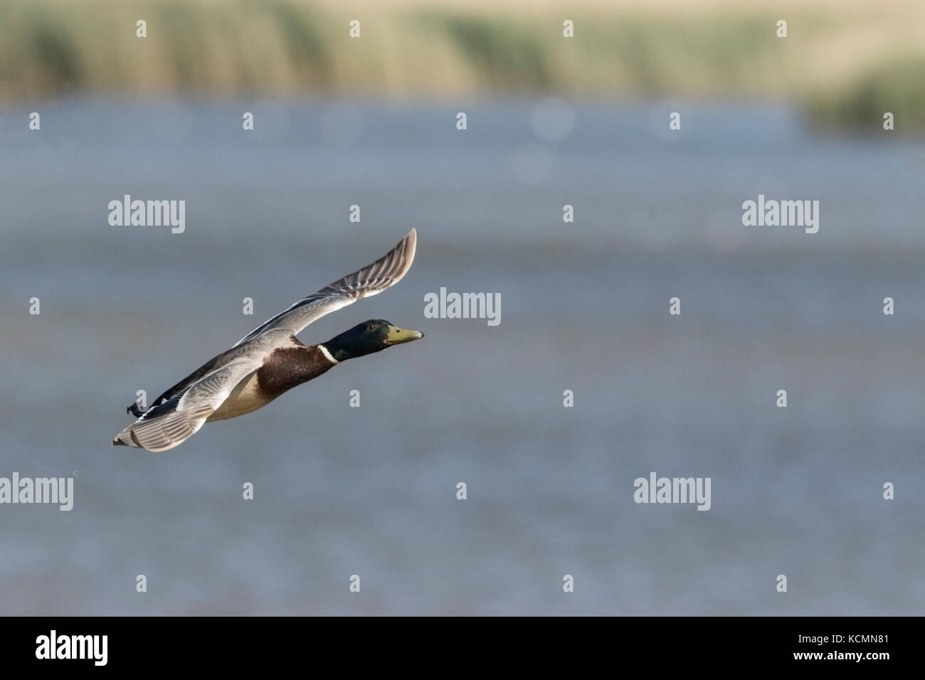 Gemeinsame stockente Anas platyrhynchos männlichen Erwachsenen im Flug, Norfolk, Großbritannien Stockfoto