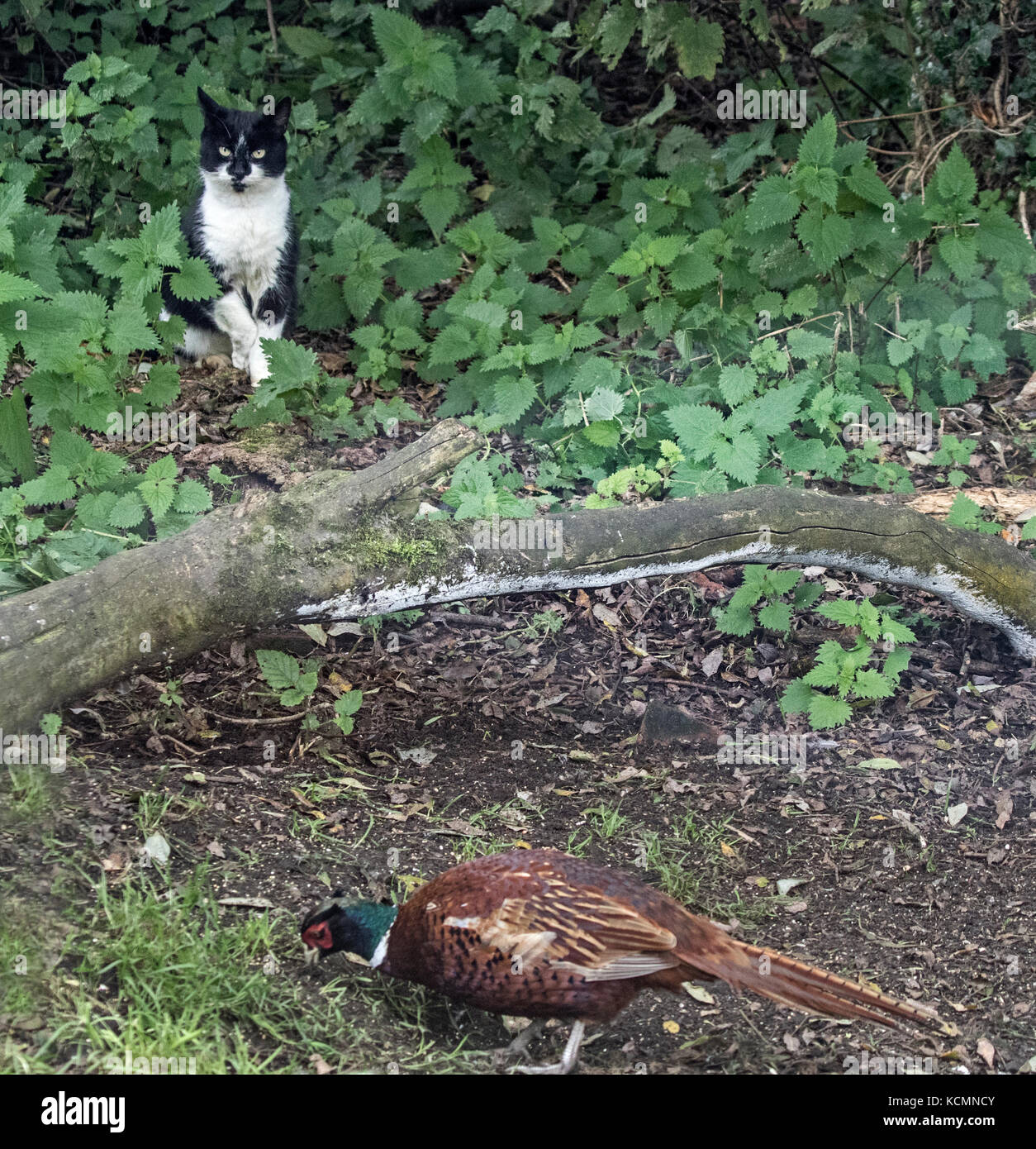 Fasan und Pussycat Stockfoto