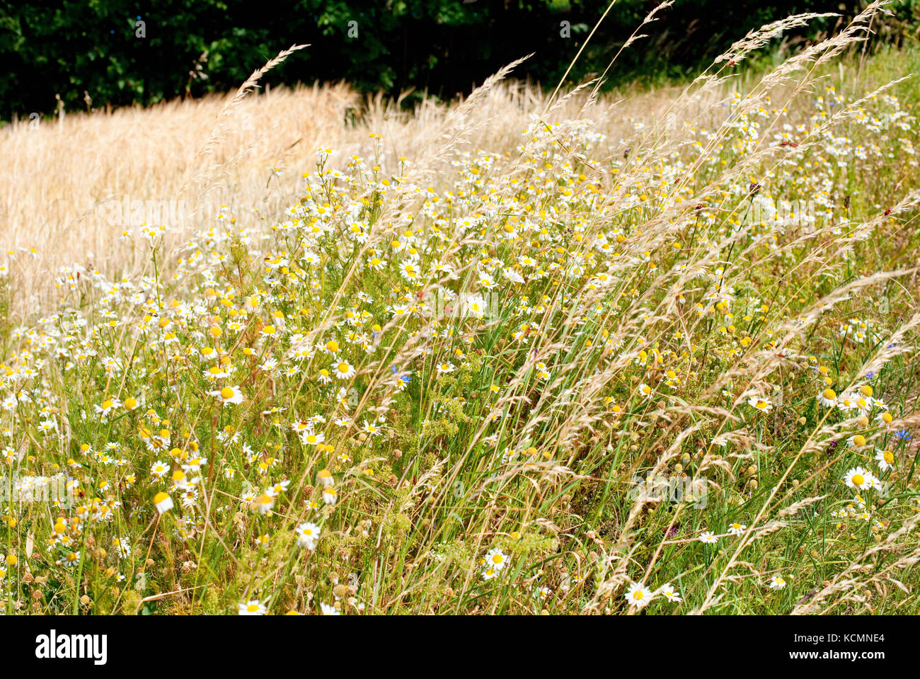 Bereich der Weizen und Kornblumen im Sommer Stockfoto