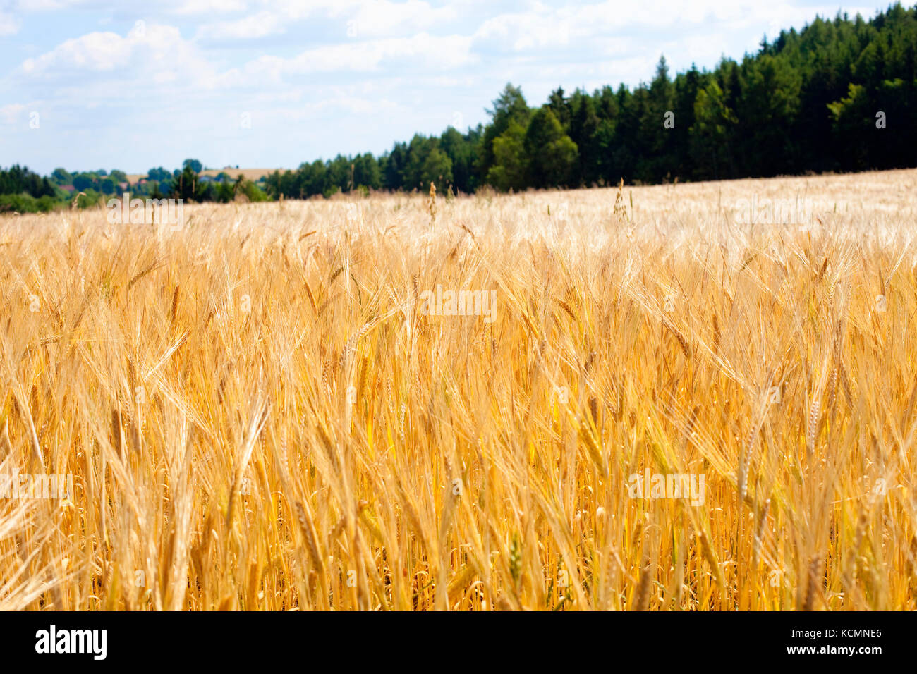 Landschaft mit einem Feld von Weizen in Böhmen Stockfoto
