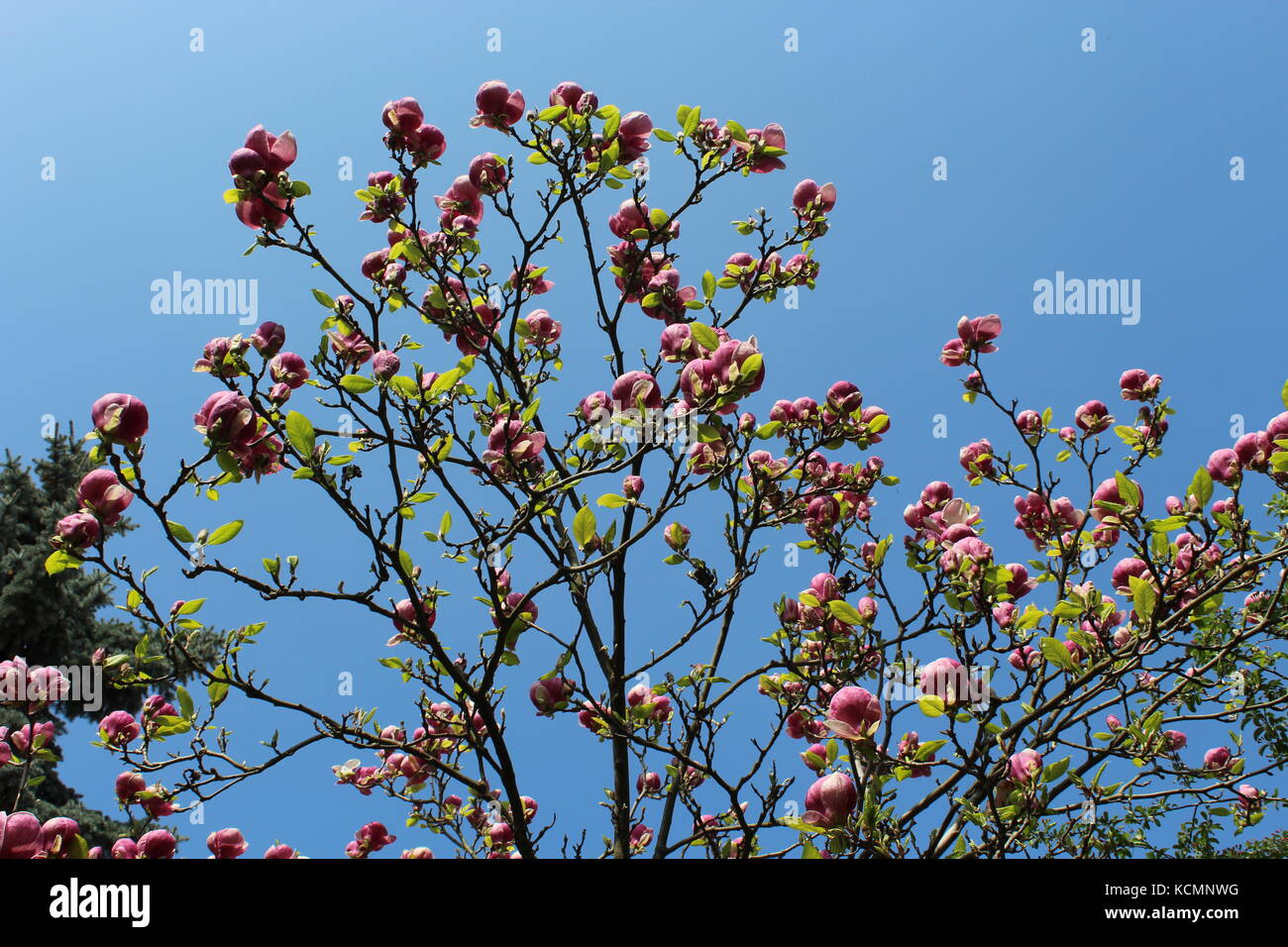 Blumen in Prag Stockfoto