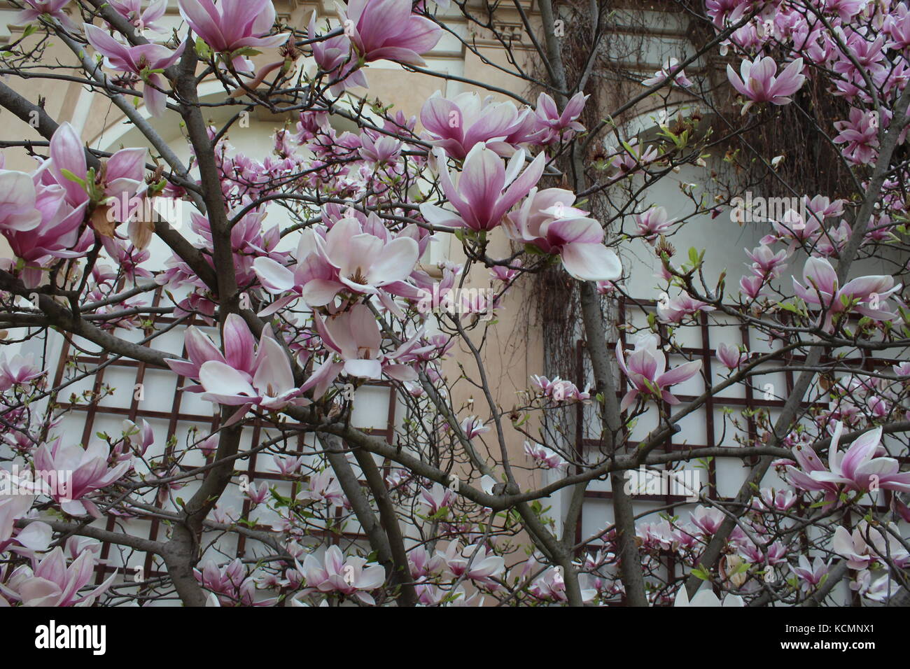 Blumen in Prag Stockfoto