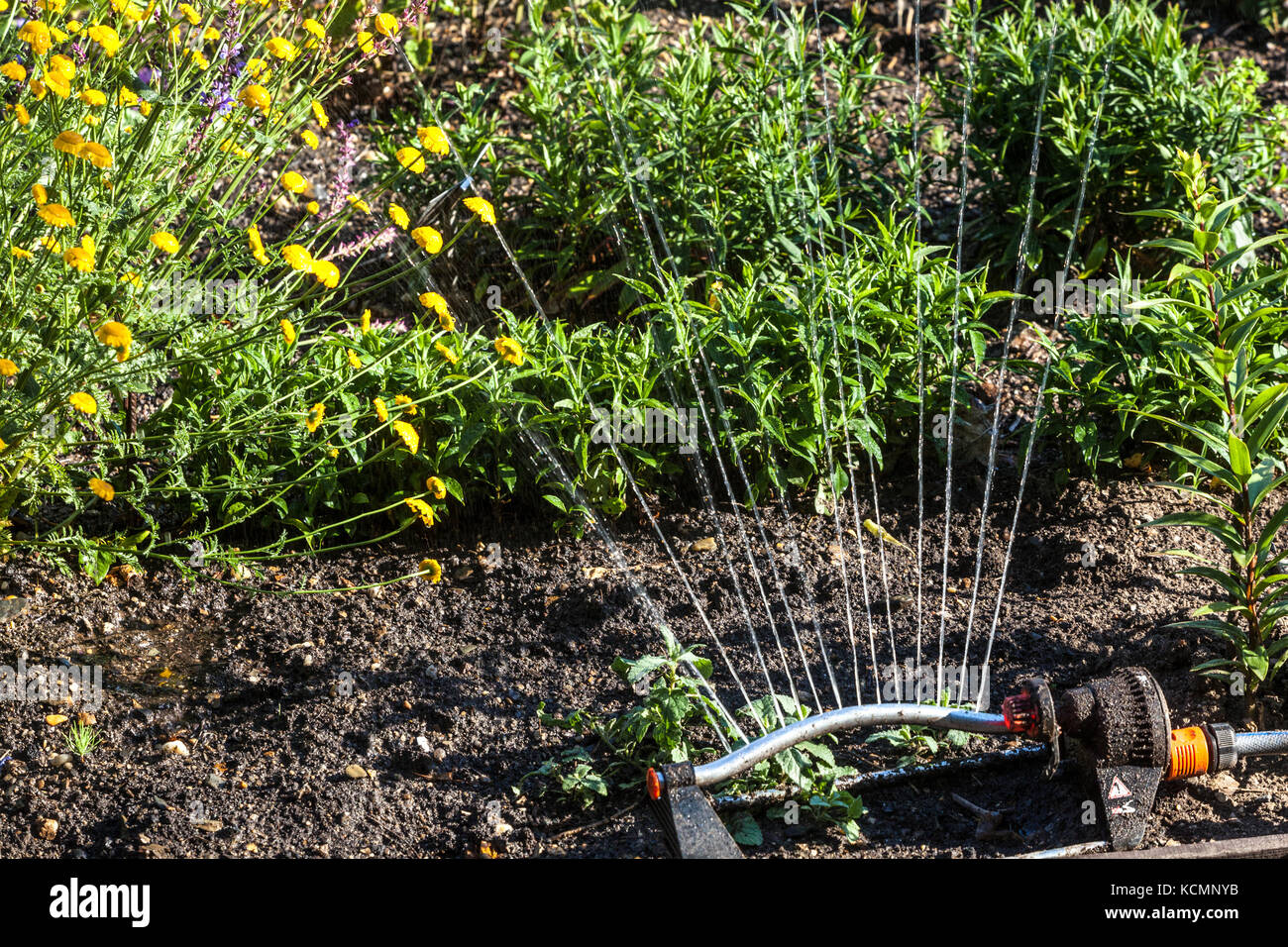 Wasser Sprinkler Bewässerung Garten Stockfoto