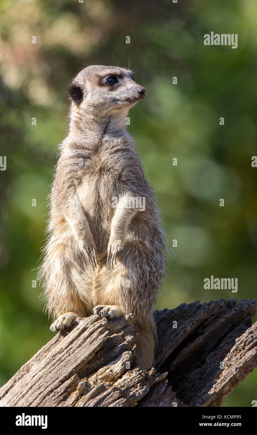 Vorderansicht Nahaufnahme von alert Erdmännchen (Suricata suricatta) isoliert im Freien auf Pflicht, aufrecht sitzend auf Baumstumpf in Gefangenschaft, auf der Suche nach einer Seite. Stockfoto
