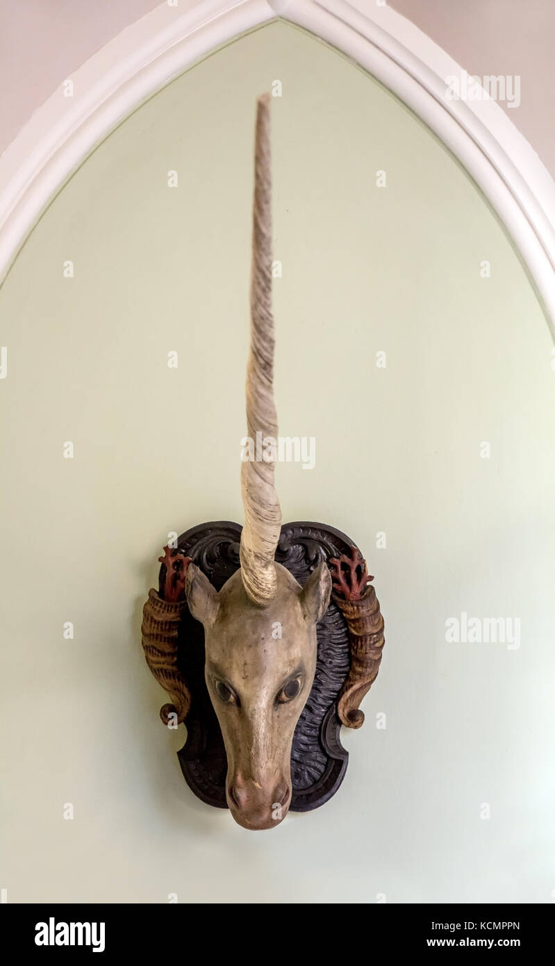 Das Einhorn aus Holz Kopf hängen als Trophäe an der Wand. Eine hölzerne Büste einer hybriden einer Ziege und ein Pferd mit einem Horn von narwhal auf dem Kopf Stockfoto