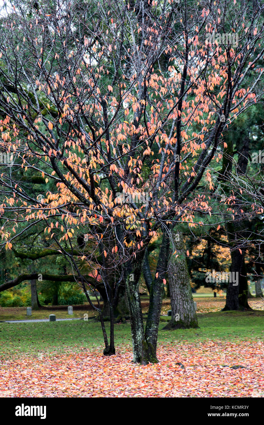 Baum mit Laub im Herbst Garten. bunten Herbst Park. Stockfoto