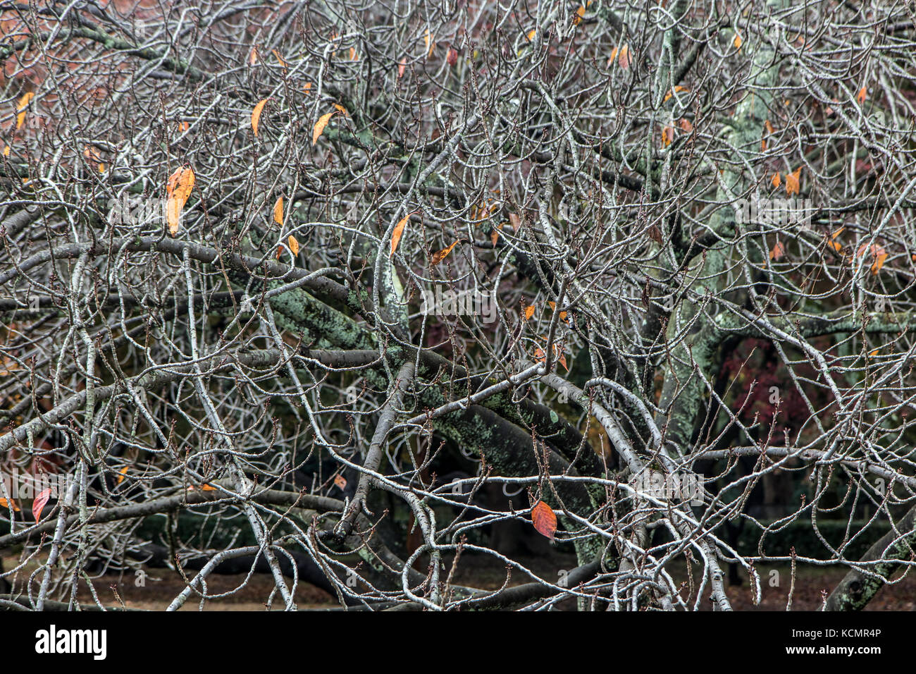 Zweige eines Baumes ohne Blätter im Herbst Stockfoto