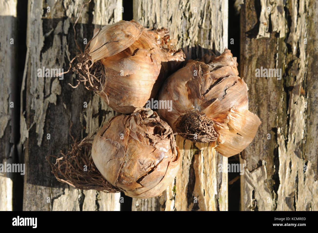 Narzissen Narzissen fotografiert oder auf eine bemalte hölzerne Tisch bereit im Herbst vor der Blüte im Frühjahr gepflanzt werden. Stockfoto