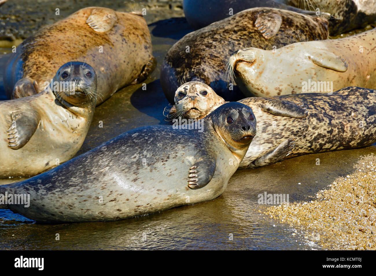 Eine Herde von Seehunden (Phoca vitulina), die sich im warmen Sonnenlicht auf einer abgeschiedenen Inselküste in der Straße von Georgia in der Nähe von Vancouver Island sonnt Stockfoto