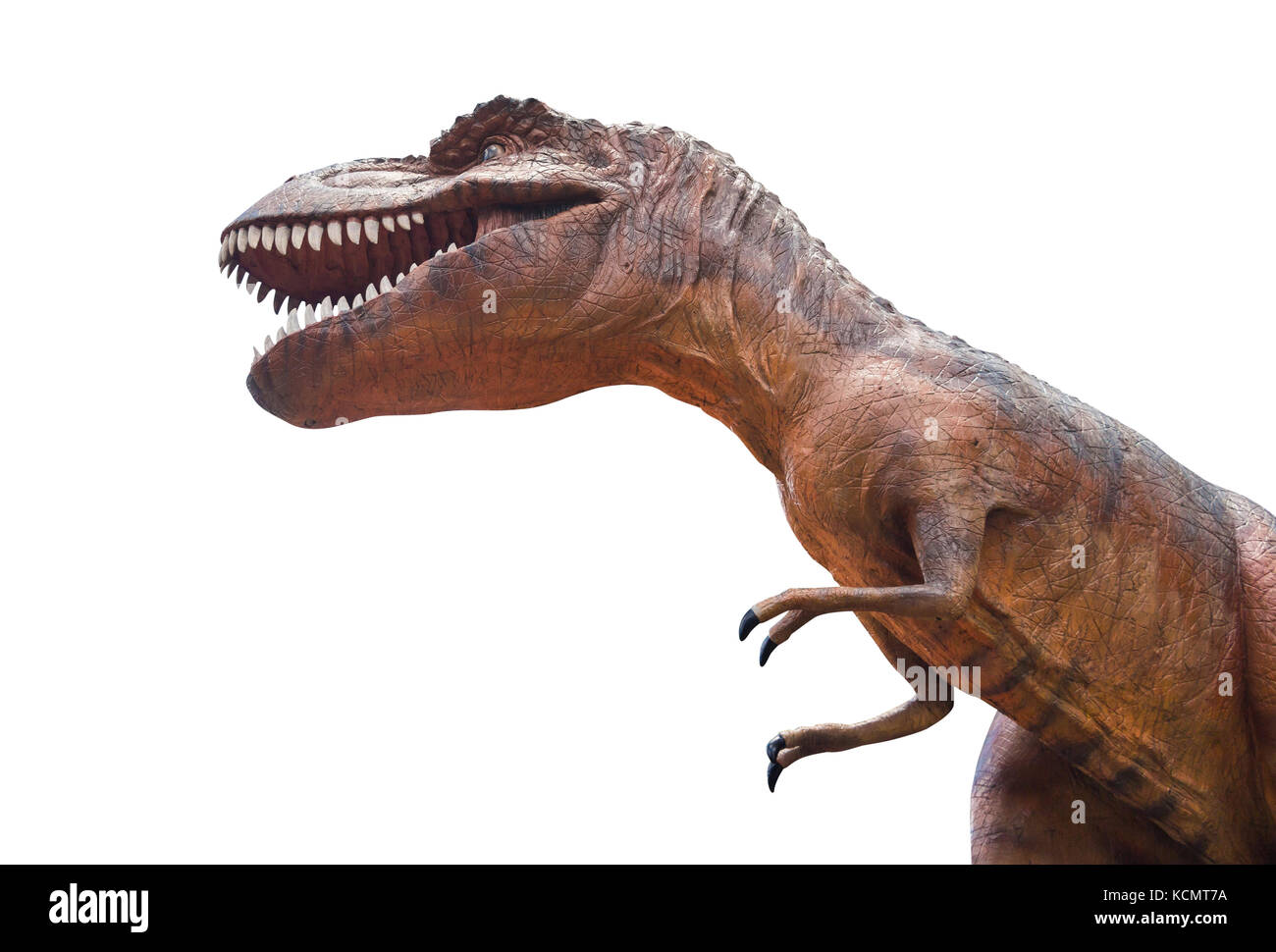 Tyrannosaurus rex kämpft. Isolierte Hintergrund. Stockfoto