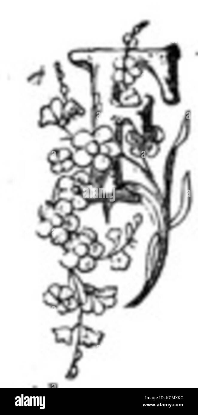 F ist für die Blume Stockfoto