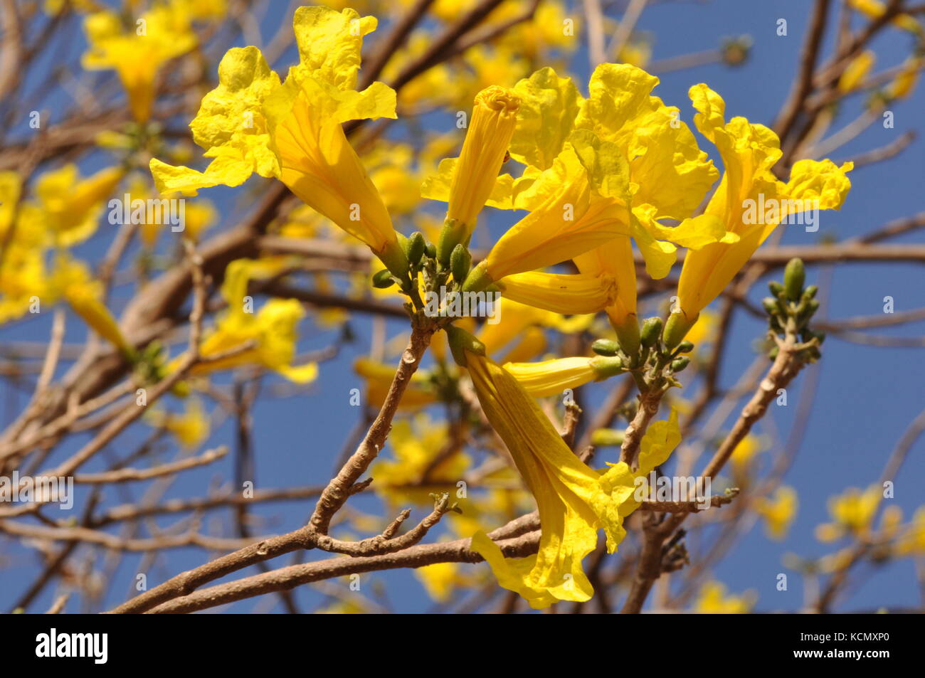 Gelbe Blumen auf einem laubbaum im Oktober 2017 auf der Ross River, Townsville Australien Stockfoto