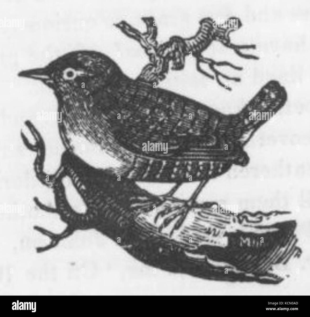 Eine einfache, natürliche Szene eines Vogels, der auf einem Ast thront und die Ruhe der Natur und die Schönheit des Vogellebens betont. Stockfoto