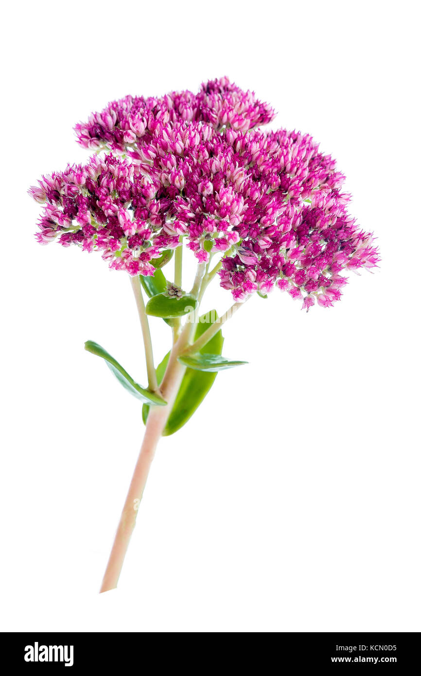 Nahaufnahme Blütenstand blumen Mauerpfeffer, Sedum spectabile, auf weißem Hintergrund Stockfoto