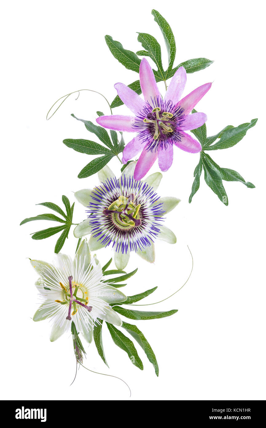 Drei farbigen Leidenschaft Blume lila, weiss, blau, hängende isoliert auf weißem Stockfoto