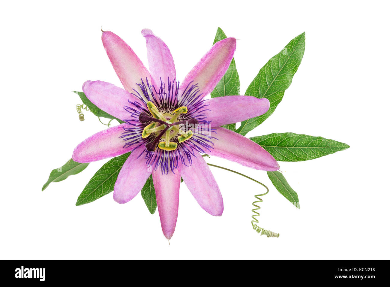 Violett gefärbt Passionsblume isoliert auf weißem Stockfoto