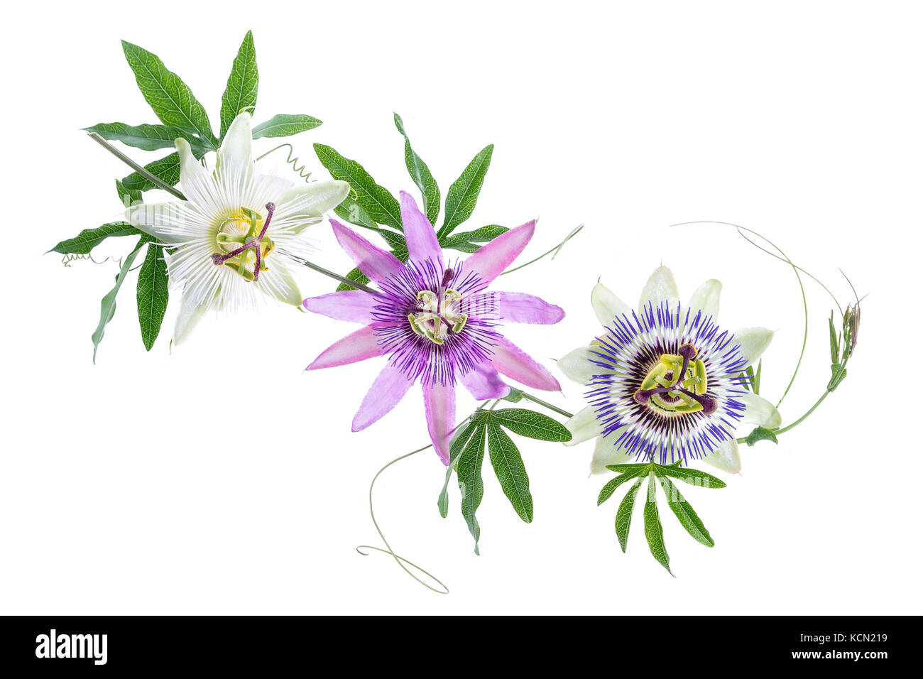Drei farbigen Leidenschaft Blume lila, weiss, blau, hängende isoliert auf weißem Stockfoto