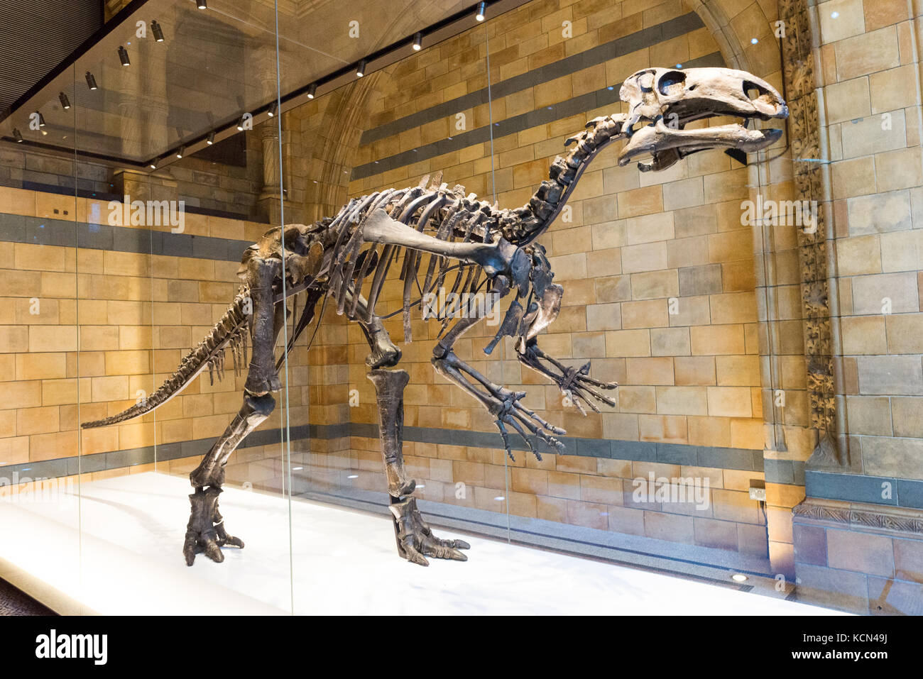 Die Mantellisaurus Dinosaurier Skelett Ausstellung im Hintze Halle des Natural History Museum, London, UK Stockfoto